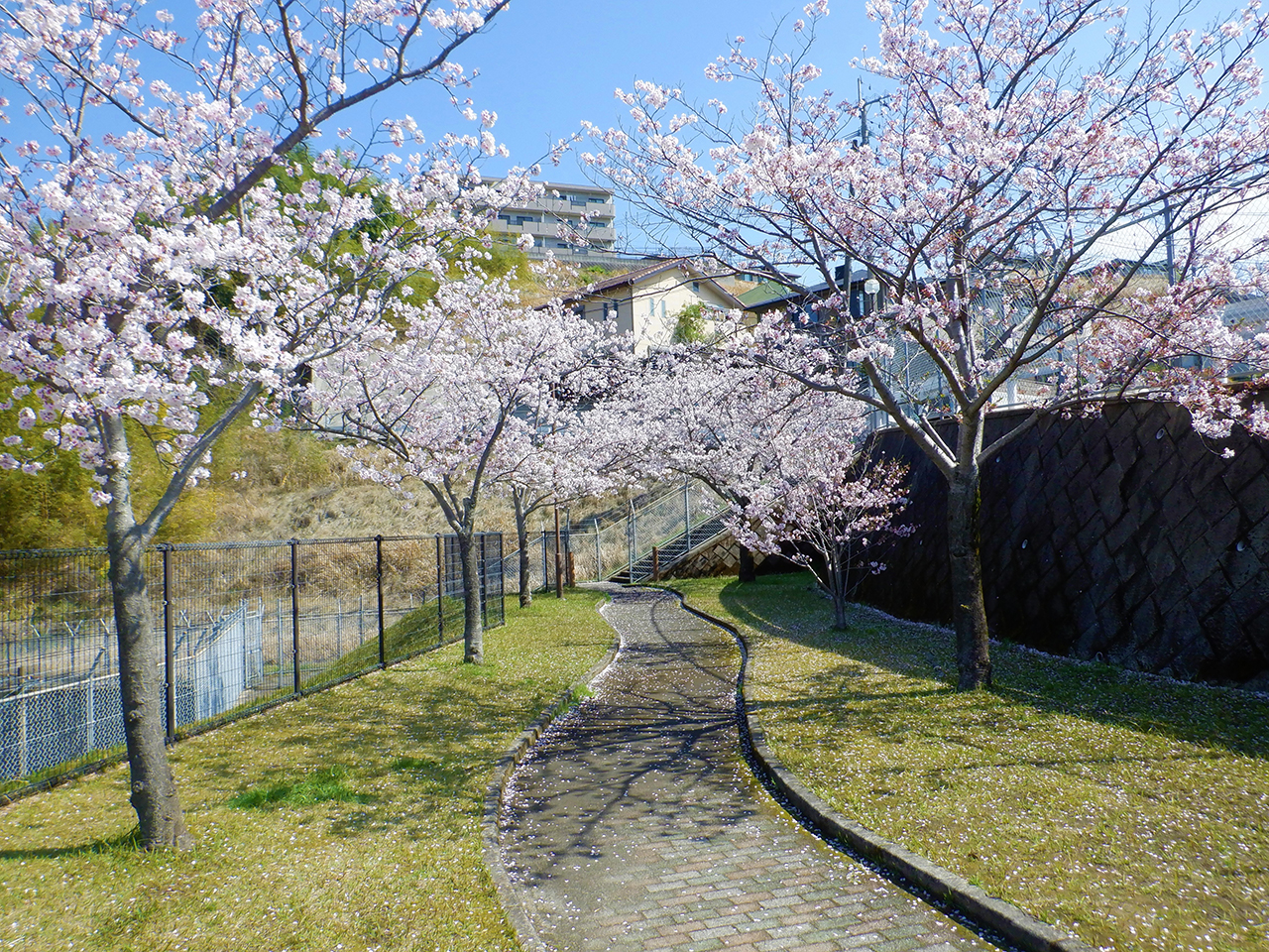 「桜の時期」