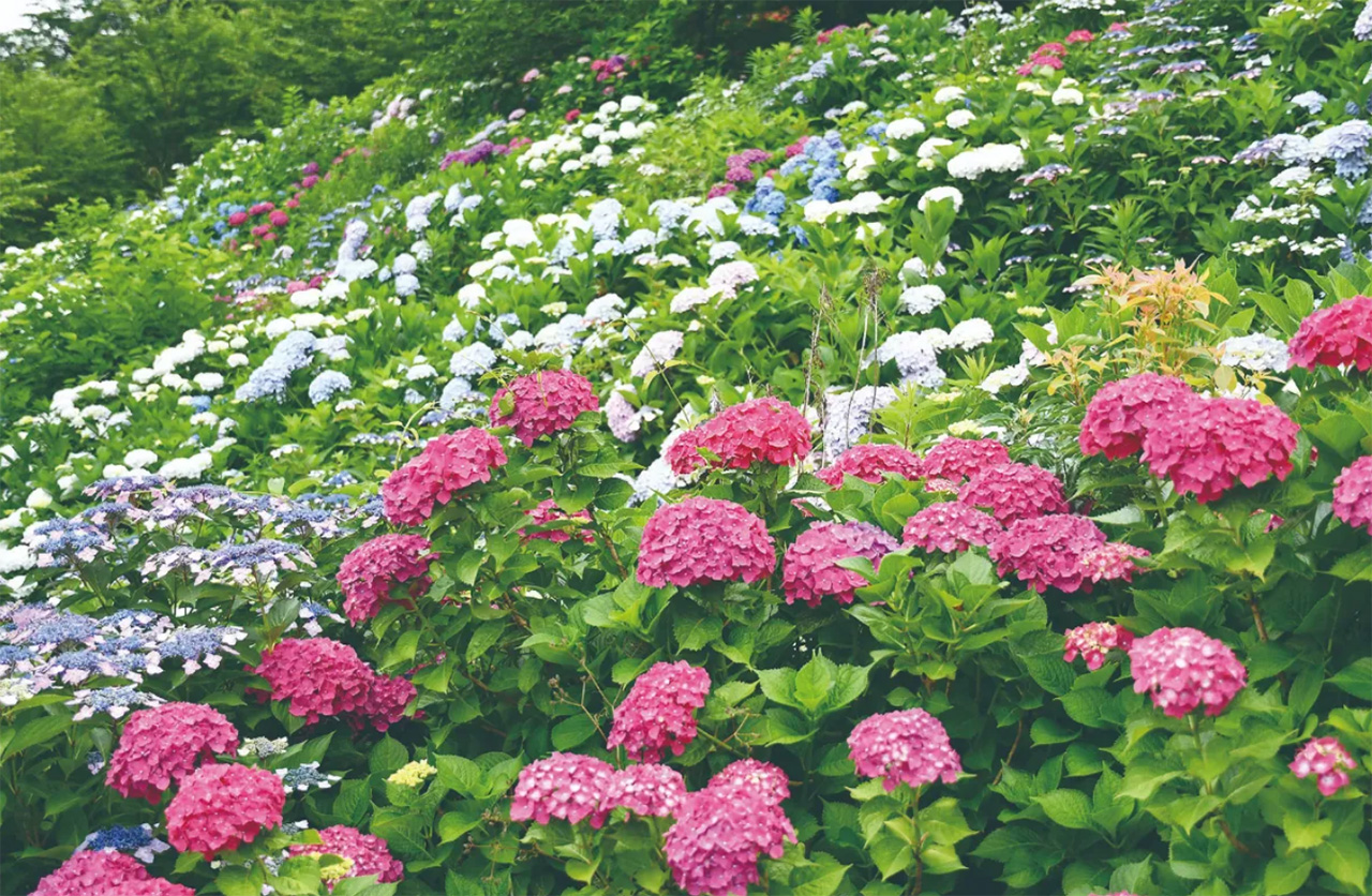 紫陽花（あじさい）見学！