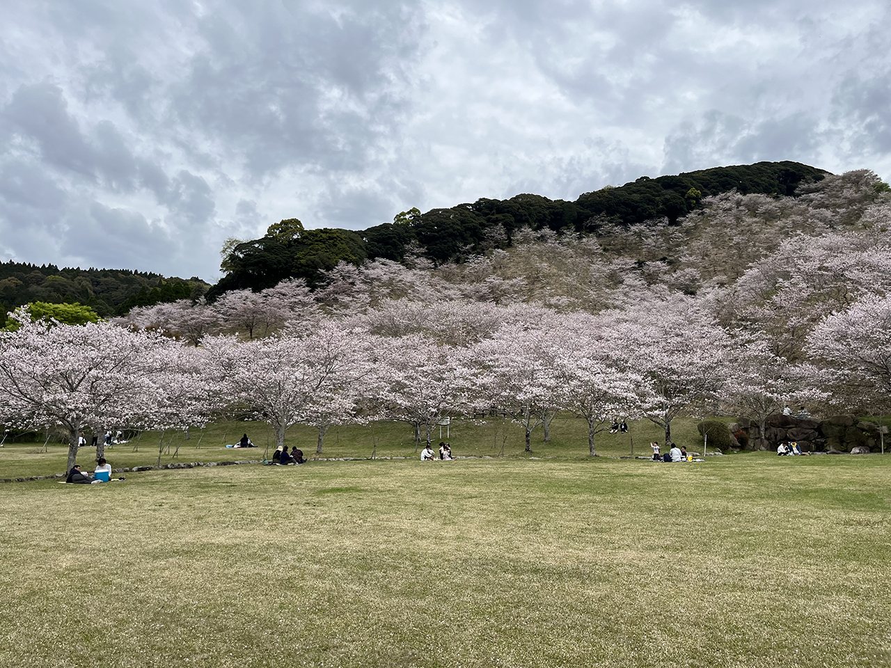 観音池公園の桜