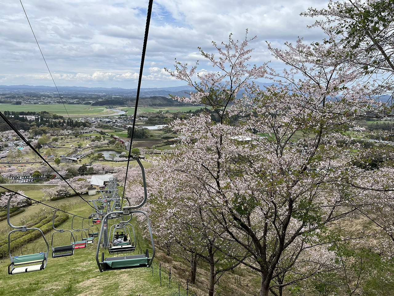 観音池公園の桜