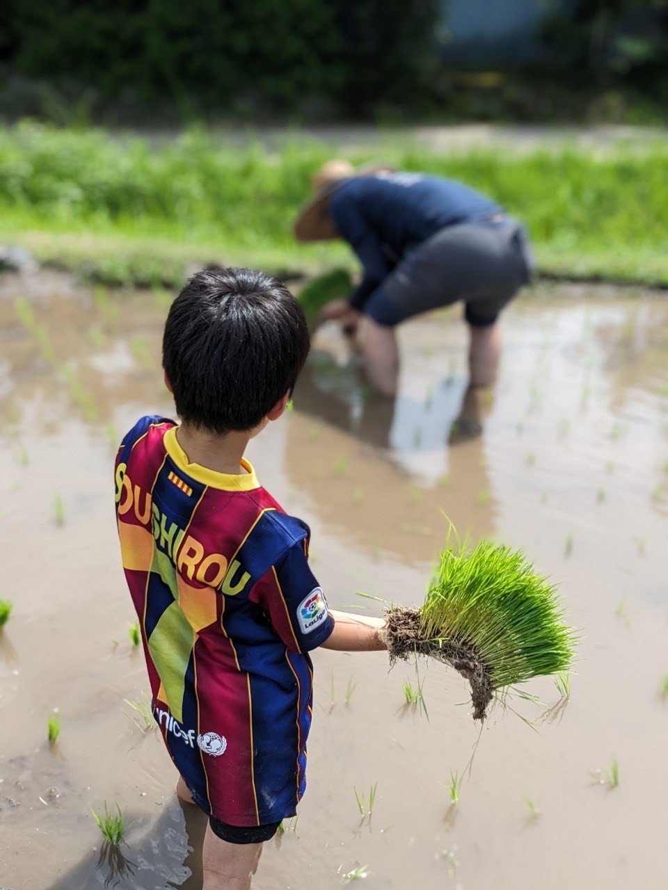 田植え