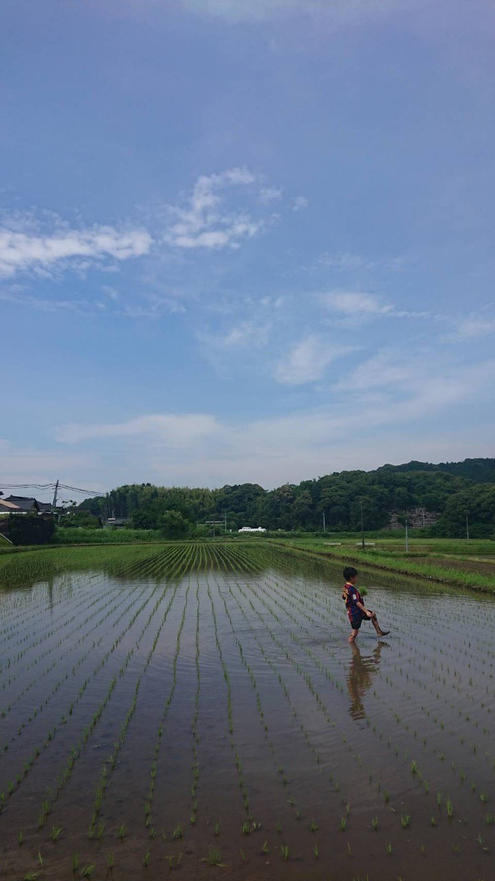 田植え