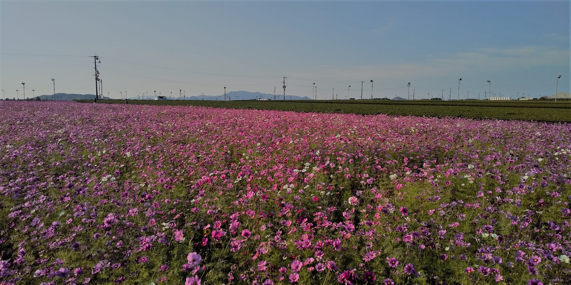 秋桜（コスモス）