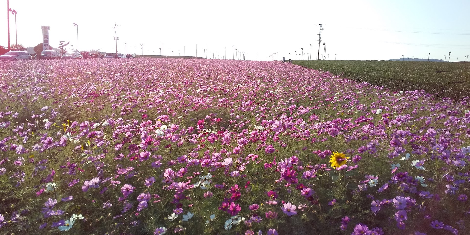 秋桜（コスモス）