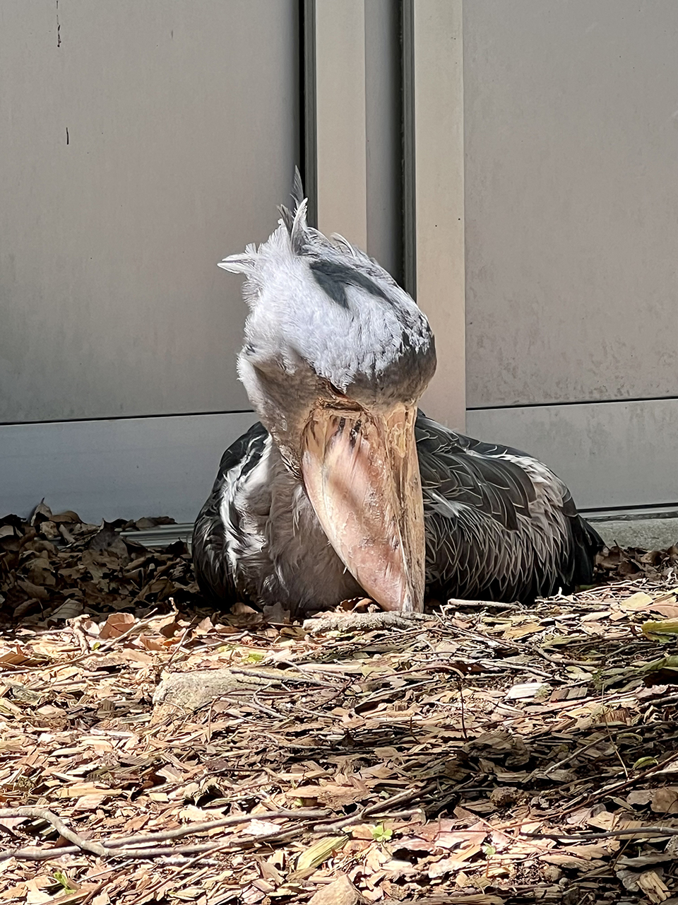 ハシビロコウに会いに島根まで行ってみました。