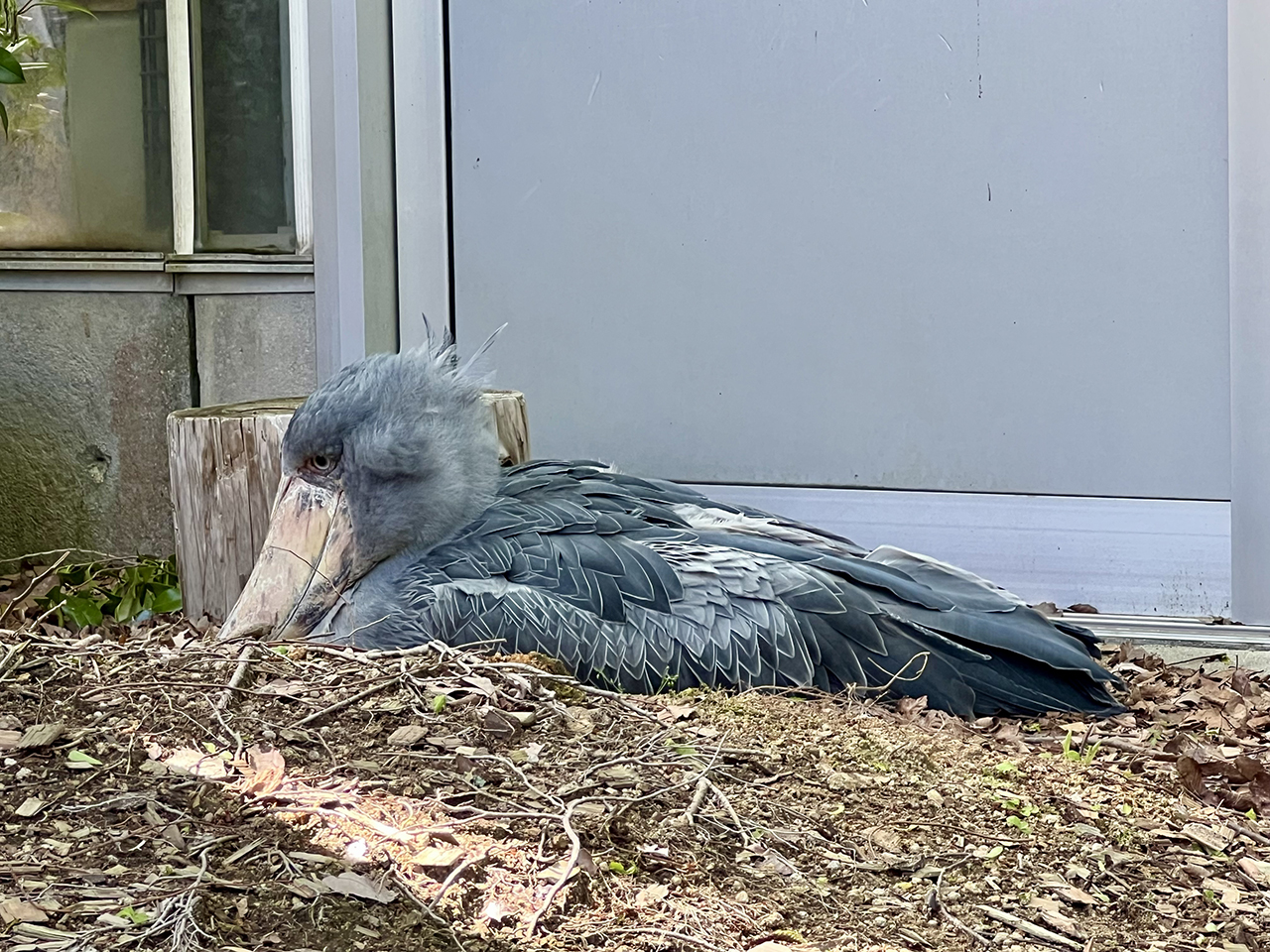 ハシビロコウに会いに島根まで行ってみました。