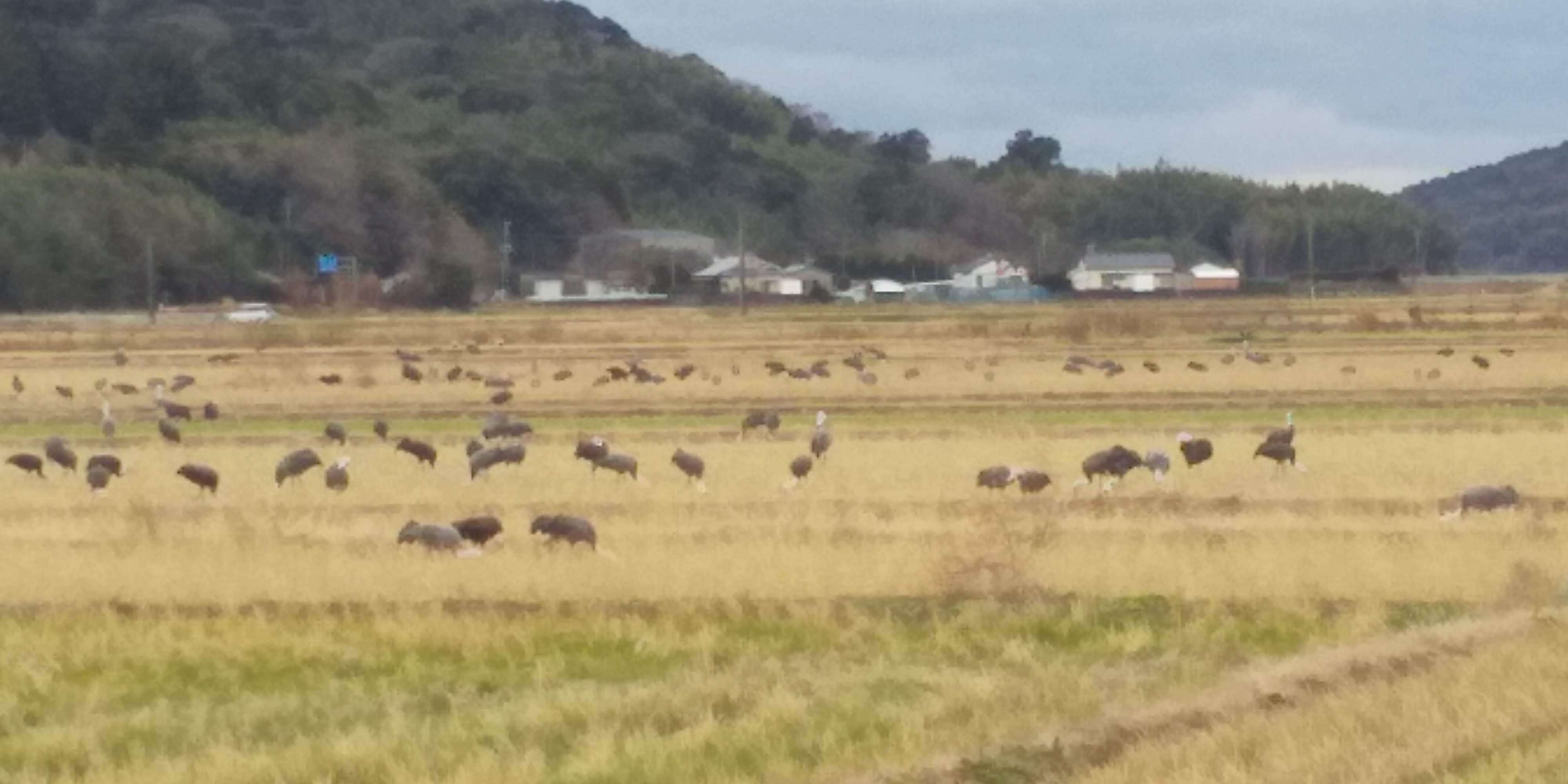 「成せば成（鳴）る。大願成就の大鈴」